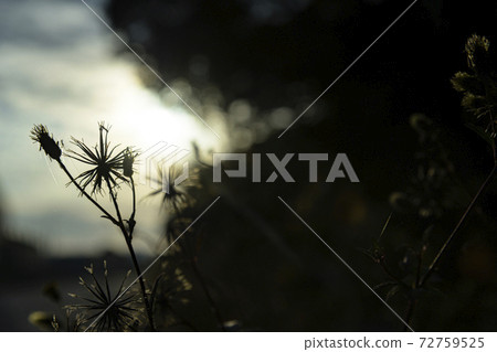 Sticking insect (Kosendangusa) Sticking insect (Kosendangusa) 72759525