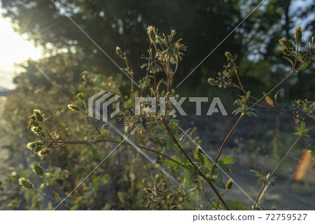 Sticking insect (Kosendangusa) 72759527