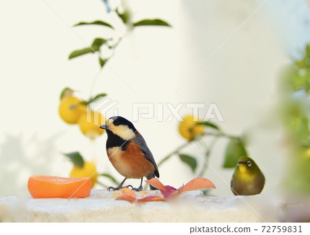 Varied tit and Japanese white-eye in the garden where small birds come Varied tit and Japanese white-eye in the garden where small birds come 72759831