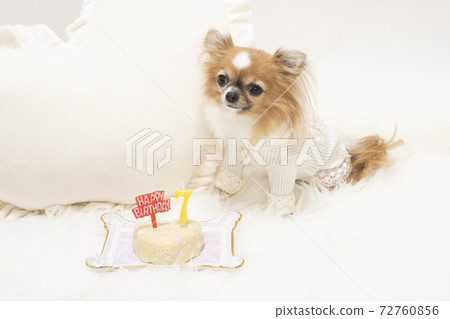 Chihuahua and birthday celebration cake 72760856