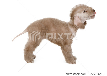 Beige Bedlington Terrier puppy standing in a classic stance over white 72763210