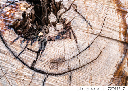 The texture of the cut trunk of an old tree with rings 72763247