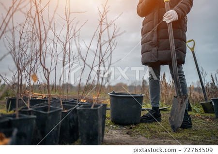 planting new trees with gardening tools in green park planting new trees with gardening tools in green park 72763509