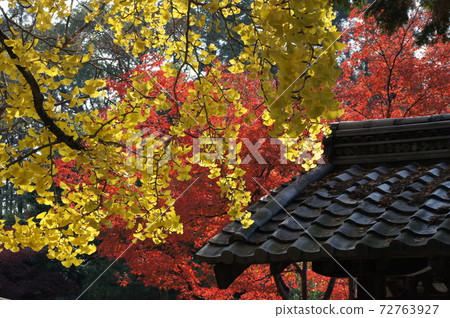 黃色和紅色的秋天的樹葉：上寺寺 72763927