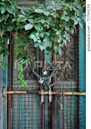 vintage door and overgrown plant 72764239