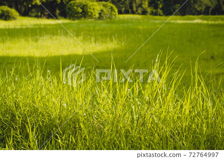 Sunlight shine through Green Spring Park with fresh grass and trees. Beautiful nature background Sunlight shine through Green Spring Park with fresh grass and trees. Beautiful nature background 72764997