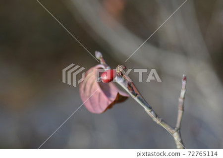 Flowering Dogwood Sweetwater 72765114