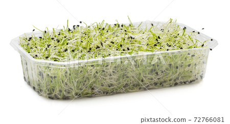 sprouted seeds of leek in a plastic tray 72766081