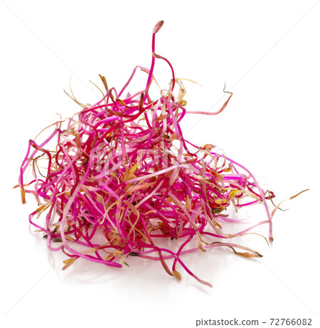 bunch of sprouted seeds of beetroot 72766082