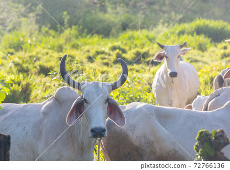 White cow White cow 72766136