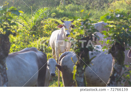 White cow White cow 72766139