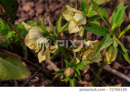 Green hellebore flower on flowerbed in garden Green hellebore flower on flowerbed in garden 72766189