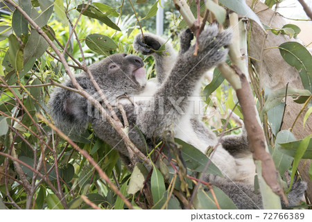 Australian koala eating eucalyptus 72766389