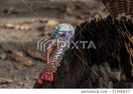 The Creature [Turkey] 72766637