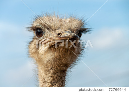 Small face up of ostrich Small face up of ostrich 72766644