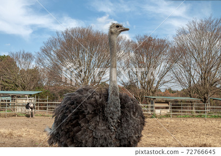 An ostrich and a dignified figure 72766645