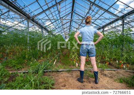 A farmer inspects a crop of tomatoes in a greenhouse on an organic farm 72766651