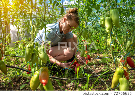 young volunteers collecting pepper in a greenhouse young volunteers collecting pepper in a greenhouse 72766655