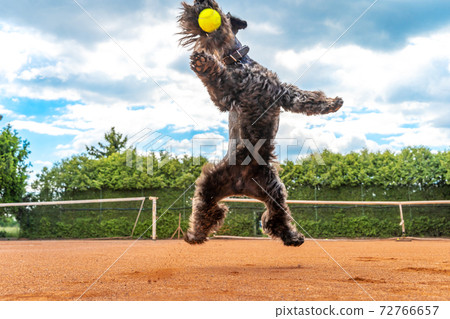 black small dog catches a tennis ball on the court black small dog catches a tennis ball on the court 72766657