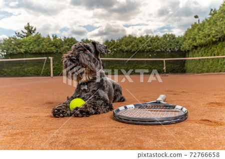 Dog on a tennis court with ball and racket Dog on a tennis court with ball and racket 72766658