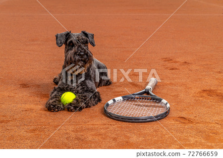 Dog on a tennis court with balls and racket Dog on a tennis court with balls and racket 72766659