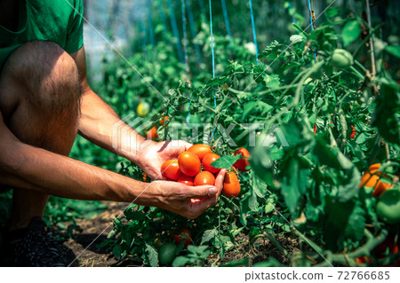 A farmer inspects a crop of tomatoes in a greenhouse on an organic farm 72766685