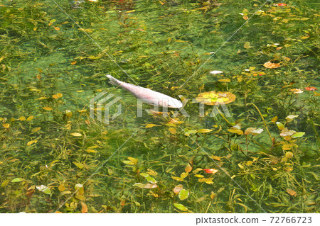 [Nameless Pond (Monet's Pond)] Itadori, Seki City, Gifu Prefecture 72766723