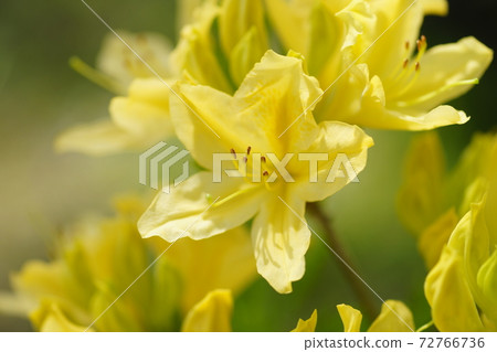 Yellow lotus flower azalea flower 72766736