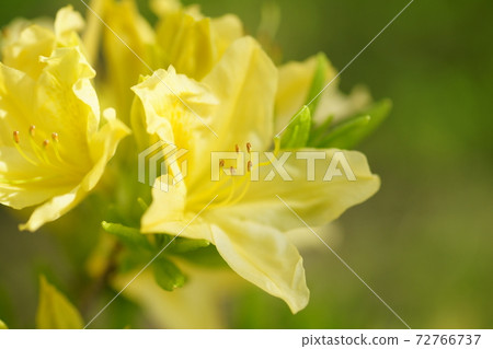 Yellow lotus flower azalea flower Yellow lotus flower azalea flower 72766737