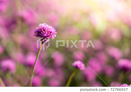 The background image of the colorful flowers 72766937