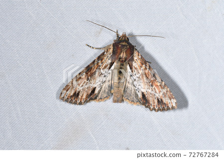 Kadmon Yoto (Shiretoko, Hokkaido) 72767284