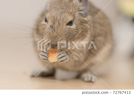 Degu eating snacks, small animals, rodents 72767413