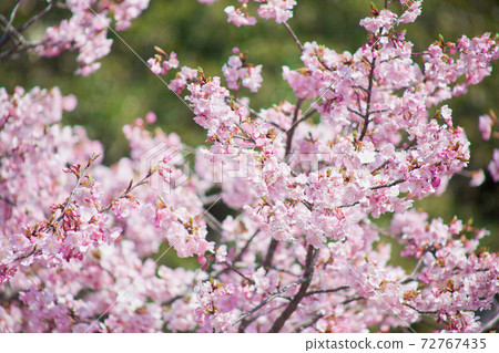 Early blooming Kawazu cherry tree 72767435