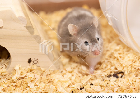 Golden hamster long hair gray white Golden hamster long hair gray white 72767513