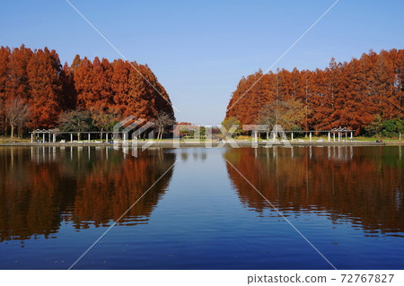 12月的葛飾46世居宮排成秋葉的水本公園 72767827