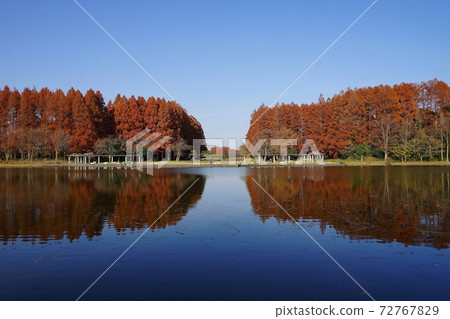 December Katsushika 45 Metasequoia Namiki Autumn Leaves / Mizumoto Park 72767829
