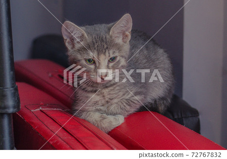 little gray kitten lies on red 72767832