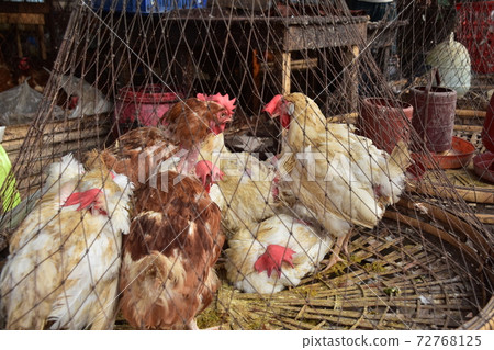 在孟加拉國達卡的碼頭的Shodolgat附近的一個市場，有一個賣許多雞的攤位 72768125