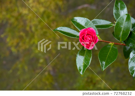 A red maiden who is dazzling like a jewel in a camellia 72768232