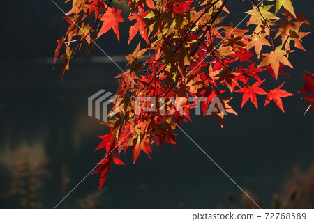 Momige with colored red Momige with colored red 72768389