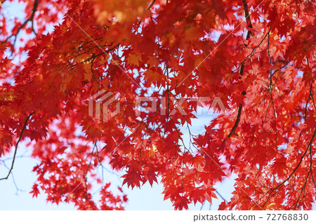 Looking up at the bright red autumn leaves (empty back) Looking up at the bright red autumn leaves (empty back) 72768830