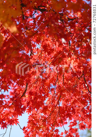 Looking up at the bright red autumn leaves (empty back) Looking up at the bright red autumn leaves (empty back) 72768831