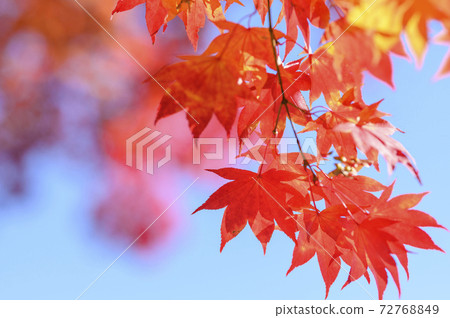 抬頭看著鮮豔的紅色秋天的葉子(空回來) 抬頭看著鮮豔的紅色秋天的葉子(空回來) 72768849
