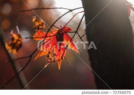 A lightning maple 72768870