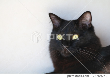 Calico cat chibi 72769249