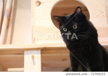 Calico cat chibi 72769255