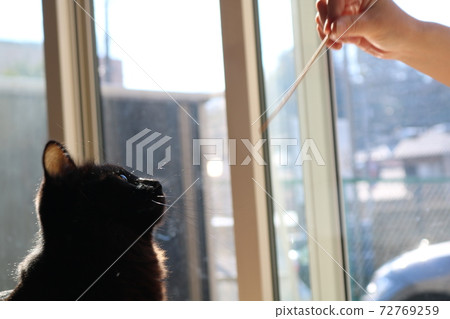 Calico cat chibi 72769259