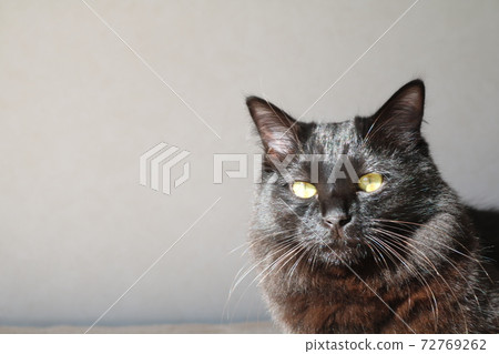 Calico cat chibi 72769262