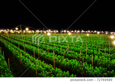 Denteriku chrysanthemum chrysanthemum Denteriku chrysanthemum chrysanthemum 72769989