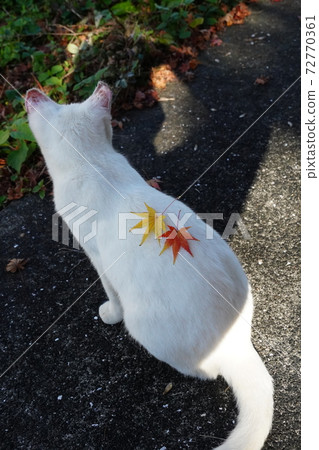 A white cat with a colored maple on its back A white cat with a colored maple on its back 72770361